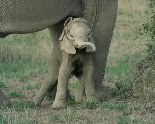 Elefantenbaby (c) Elvira Wolfer