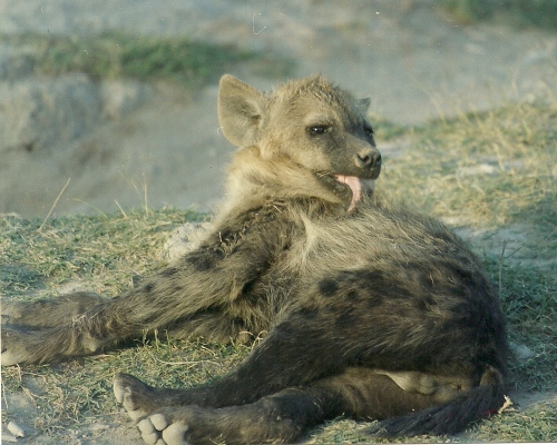 junge Tüpfelhyäne im Amboseli (c) Elvira Wolfer