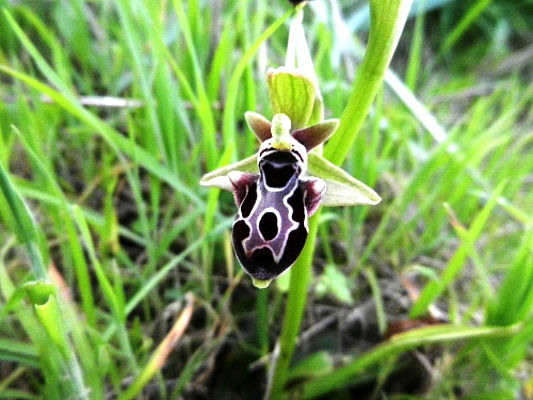 Ophrys kotschyi (c) M. Cetisnalan