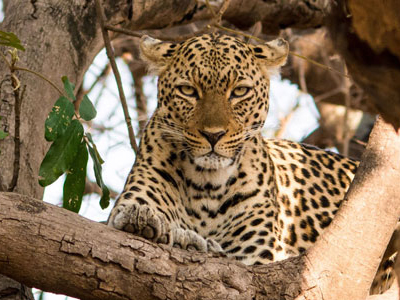 Leopard im Luangwa-Nationalpark