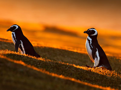 Königspinguine auf Falkland