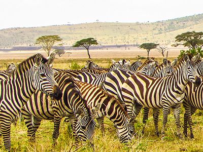 Zebras beim Graden im Nationalpark von Kenia