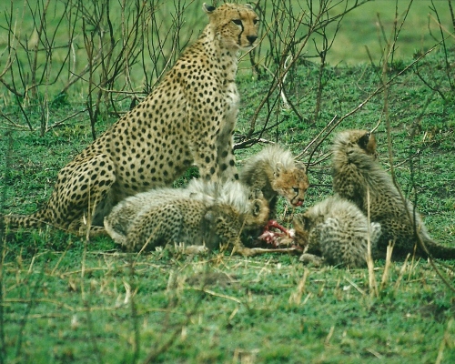 Gepardenfamilie Masai Mara (c) E. Wolfer