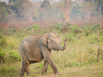 Indischer Elefant in Kaziranga – Nord-Indien