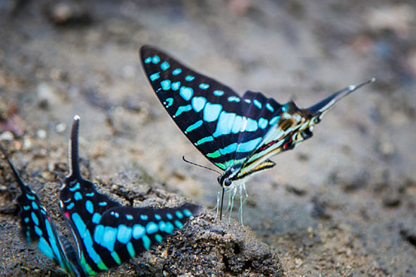 Schmetterlinge (c) Dana Allan