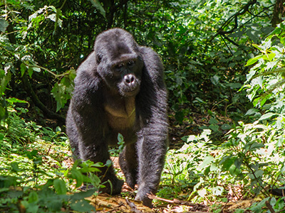 Flachlandgorilla wandert durch Wald, beobachtet im Nationalpark von Gabun