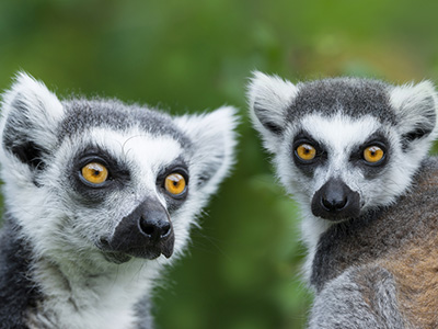 Katta Lemuren schauen in die Kamera