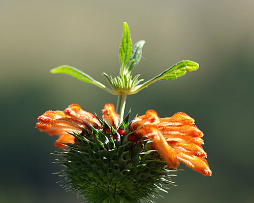 Löwenohr-Blüten (c) Dominique Schreckling