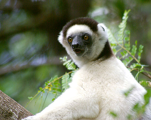 Larvensifaka (c) Dominique Schreckling