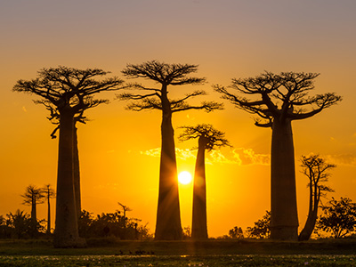 Kulisse mit Affenbrotbäumen auf Madagaskar