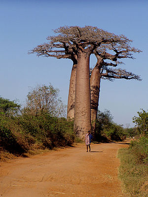 Baobab (c) WWF