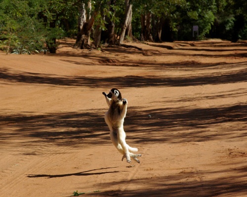 Springender Larvensifaka