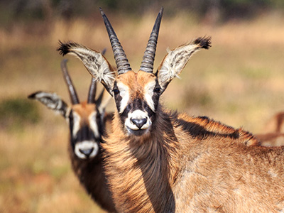 Pferdeantilopen auf dem Nyika Plateau von Malawi