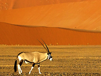 Orxy-Antilope im Sossusvlei Nationalpark auf Safari in Namibia