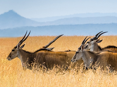 Elen-Antilopen durchstreifen das Kaokoveld und Damalaralnd von Namibia