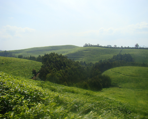 Teeplantage in Ruanda (c) M. Walter