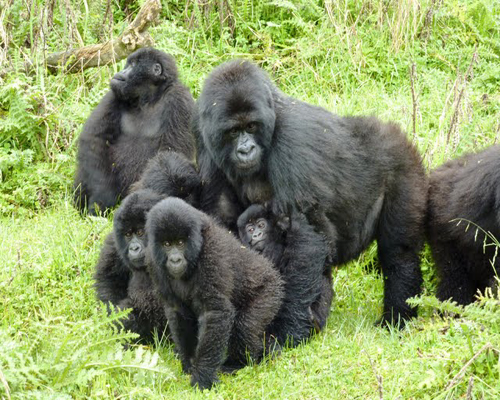 Berggorillafamilie im Vulkan-Nationalpark von Ruanda (c) M. Walter