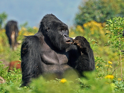 Berg-Gorilla Silberrücken in Ruanda