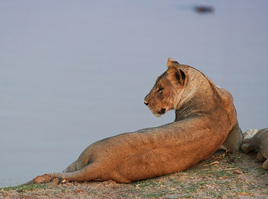 Löwin am Flussufer des Luangwa-Nationalparks (c) Dominique Schreckling