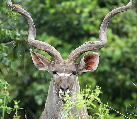 Kudu mit imposanten Gehörn auf Safari in Sambia (c) Dominique Schreckling