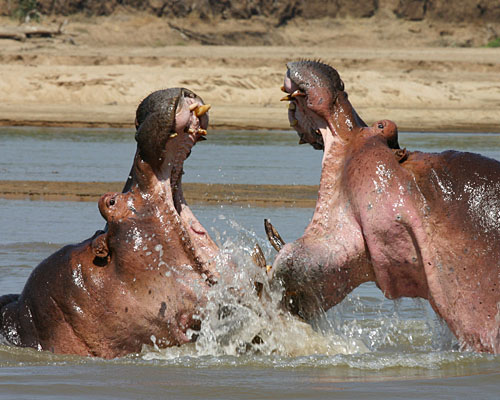 Kämpfende Flusspferde im Süd-Luangwa-Nationalpar(c) Anke Cowan