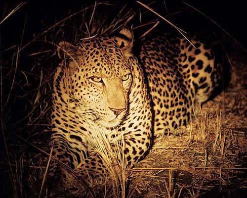 Leopardenbeobachtung auf Nachtsafari im Luangwa-Nationalpark von Sambia (c) Anke Cowan