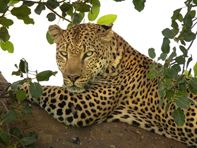 Leopardenbeobachtung auf Safari im Sambia