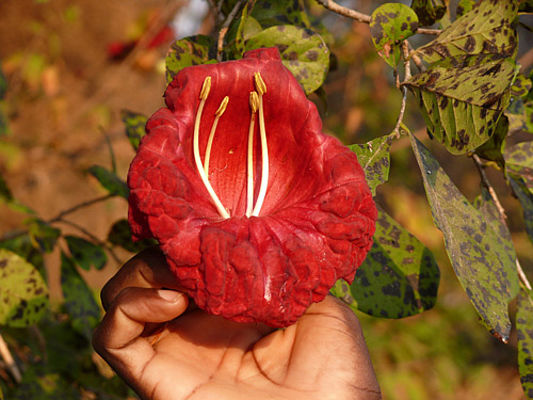 Baobab-Blüte