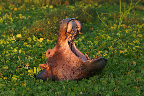 Flusspferd (c) Dominique Schreckling