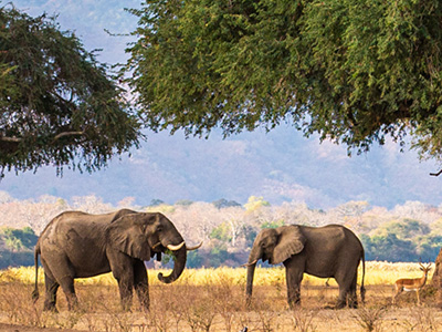 Elefanten-Beobachtung auf Safari im Mana-Pool-Nationalpark von Simbabawe
