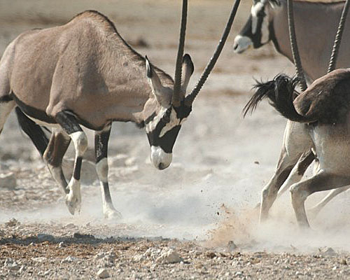 Oryx-Antilopen (c) Stefan Kohrs