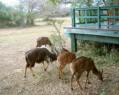 Tiefland-Nyalas (c) Dieter Müller