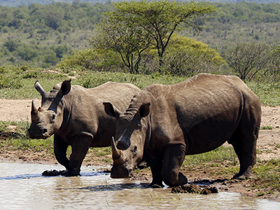 Breitmaul-Nashörner Beobachtung bei Safari im Umfolozi-Nationalpark