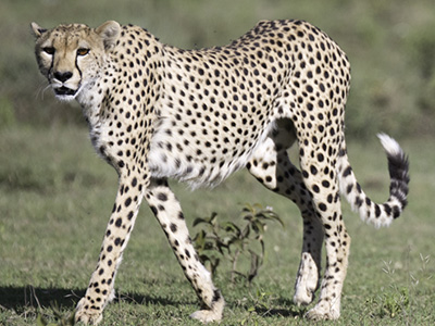Gepard bei den Gol Kopjes in dem Serengeti Nationalpark