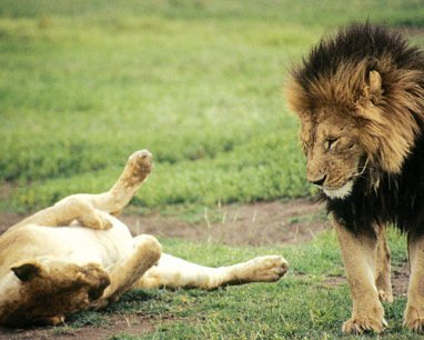 Safarierlebnis im Ngorongoro - Löwin wälzt sich vor Löwenmännchen