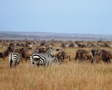 Zebras vor einer großen Gnuherde im Serengeti Nationalpark