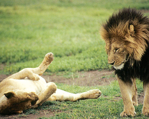 Safarierlebnis im Ngorongoro - Löwin wälzt sich vor Löwenmännchen