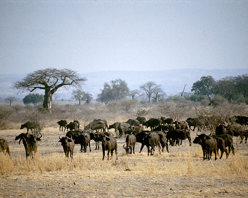 Büffelherde im Tarangiere Nationalpark