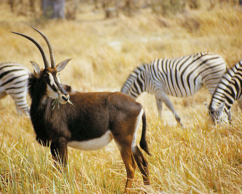 Rappenantilope zusammen mit Zebras forografiert auf Tansania Safari