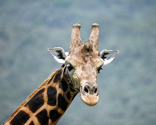 Massai-Giraffe im Arusha Nationalpark von Tansania