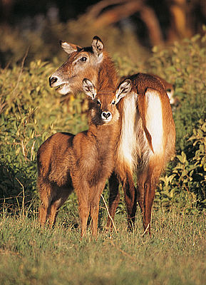 Defassa-Wasserbock (c) Dieter Müller