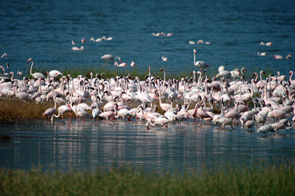 Flamingos am Natron See (c) Dr. Trauttmansdorff