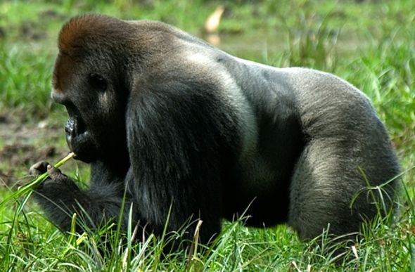 Flachlandgorilla