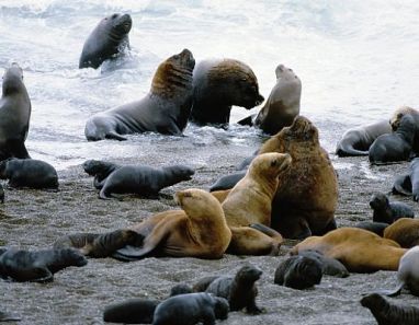Südamerikanische Seebären bei Puerto Madryn