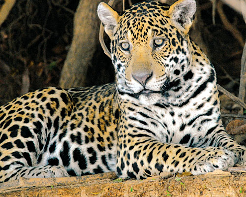 Jaguar an Uferböschung des Pantanal in Brasilien (c) Dr. Ch. Munn