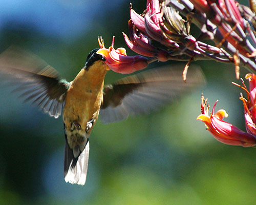 Kolibri (c) Dominique Schreckling