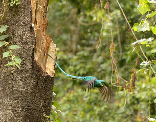 Costa Rica (c) Jasmin Ilg