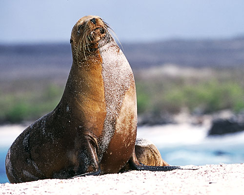 Galapagos-Seelöwe