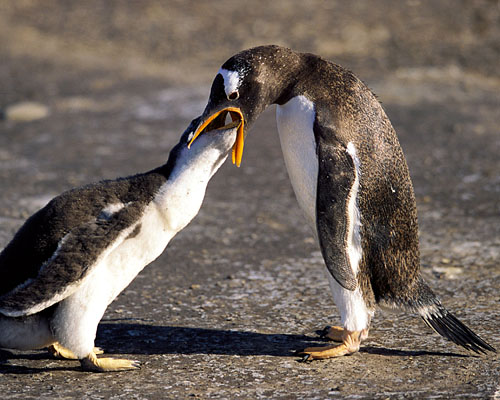 Eselspinguine