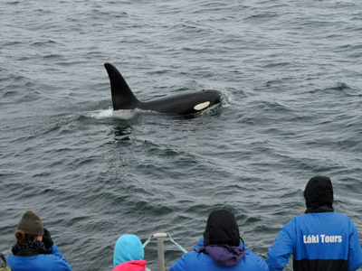 Orca-Island_(c)_Judith-Scott